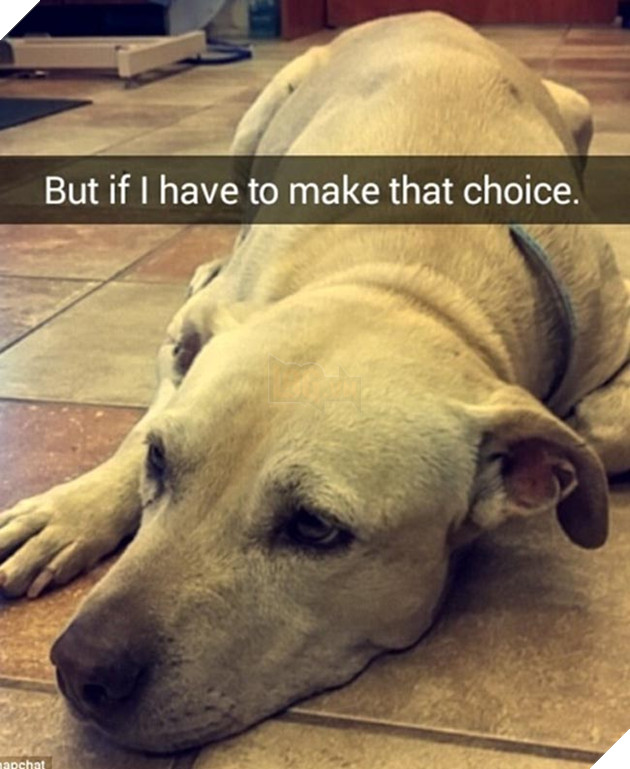 chú chó đáng thương