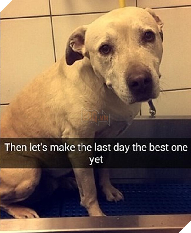 chú chó đáng thương