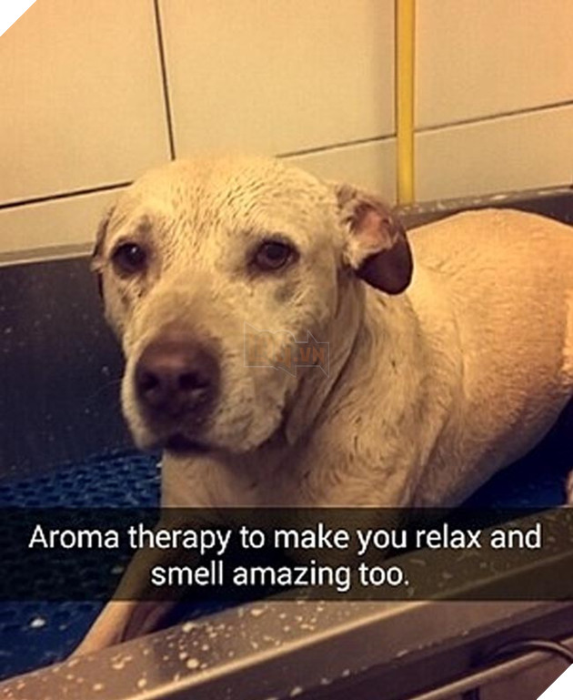 chú chó đáng thương