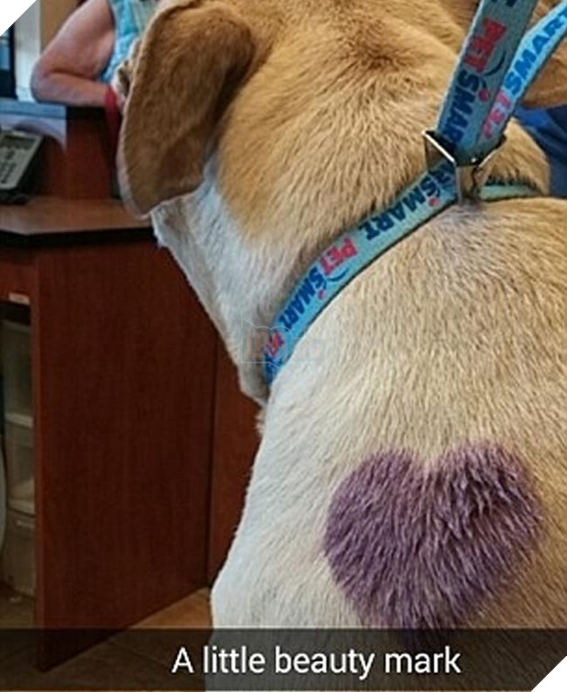 chú chó đáng thương