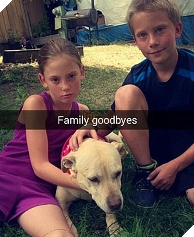 chú chó đáng thương