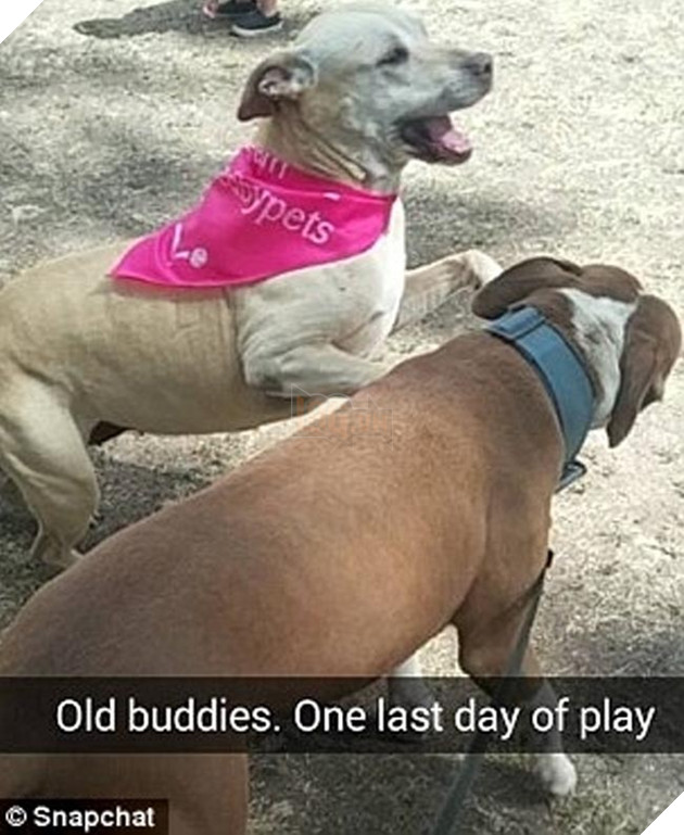 chú chó đáng thương