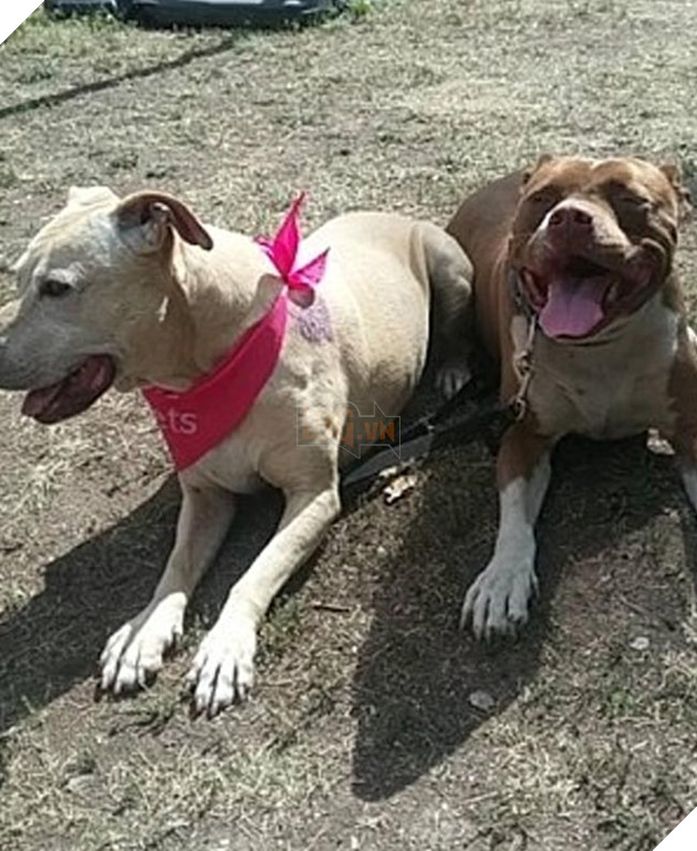 chú chó đáng thương