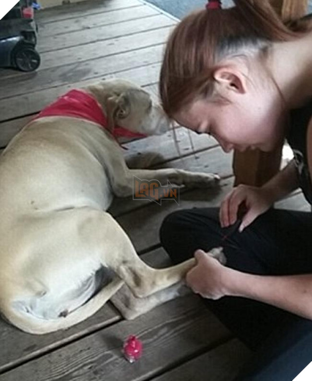 chú chó đáng thương