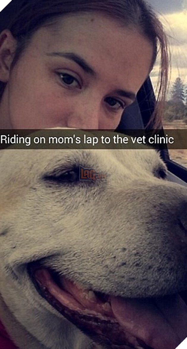 chú chó đáng thương