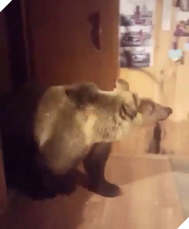 
Bé gấu trông có vẻ hồn nhiên và bình thản khi tiến lại gần anh chàng.