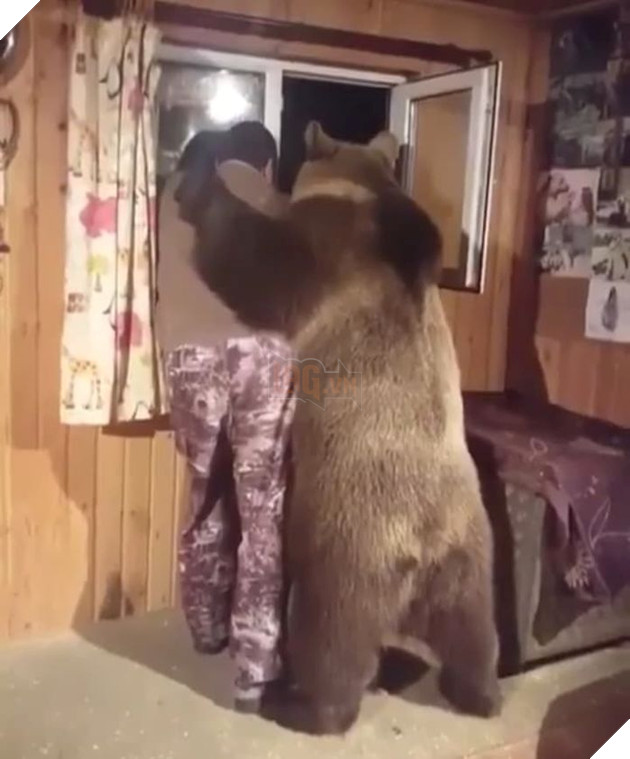 Chàng trai của năm: Chỉ cần đứng yên trong nhà là 'gấu' tự tìm tới, Giáng sinh ấm rồi nhé!