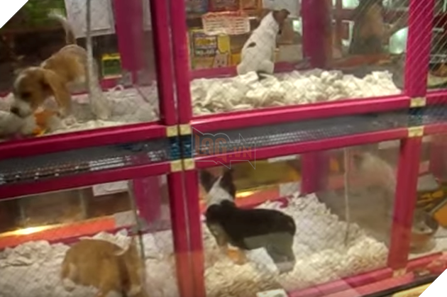 [Vui] Những cỗ máy bán hàng tự động kỳ quặc đến từ Nhật Bản - Ảnh 12.