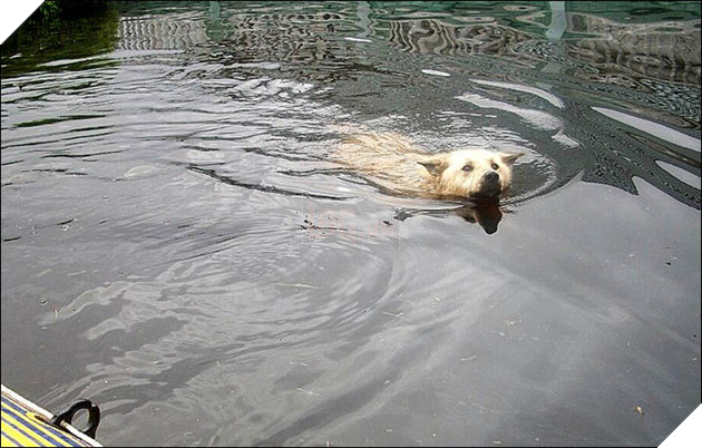 Cảnh tượng không ngờ của gia đình khi đi tránh nạn nhớ ra không thấy cún đâu quay lại nhà để tìm