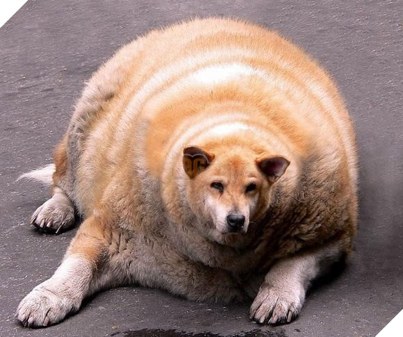 Còn ngày cuối cùng của năm chó chúng ta cùng ngắm nhìn những hình ảnh béo ú của thần thú năm nay nhé