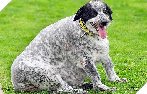 Còn ngày cuối cùng của năm chó chúng ta cùng ngắm nhìn những hình ảnh béo ú của thần thú năm nay nhé 2