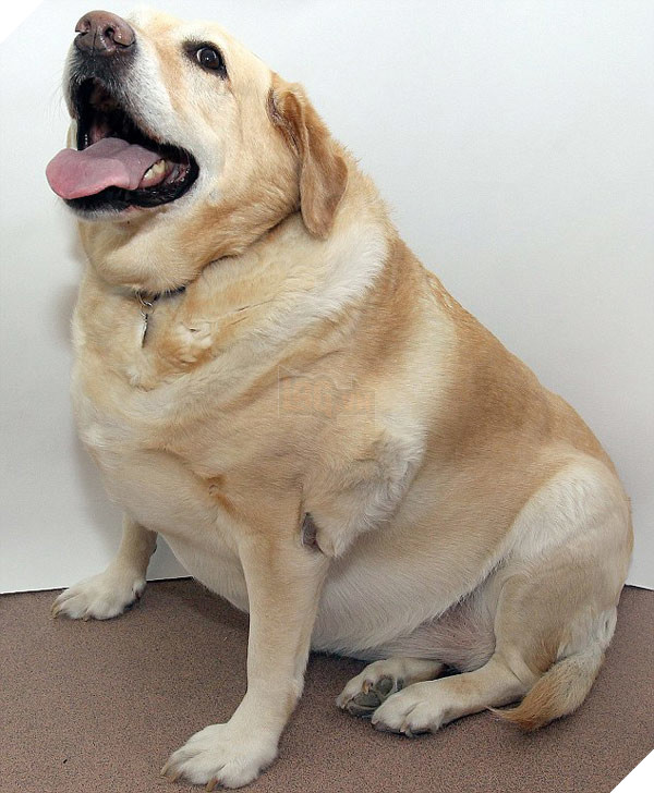 Còn ngày cuối cùng của năm chó chúng ta cùng ngắm nhìn những hình ảnh béo ú của thần thú năm nay nhé 3