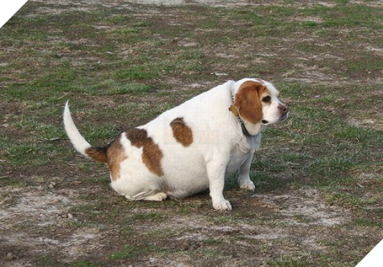 Còn ngày cuối cùng của năm chó chúng ta cùng ngắm nhìn những hình ảnh béo ú của thần thú năm nay nhé 4