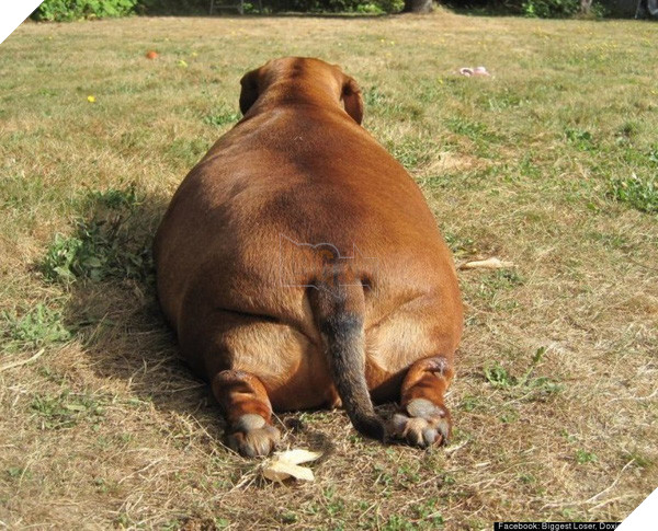 Còn ngày cuối cùng của năm chó chúng ta cùng ngắm nhìn những hình ảnh béo ú của thần thú năm nay nhé 6