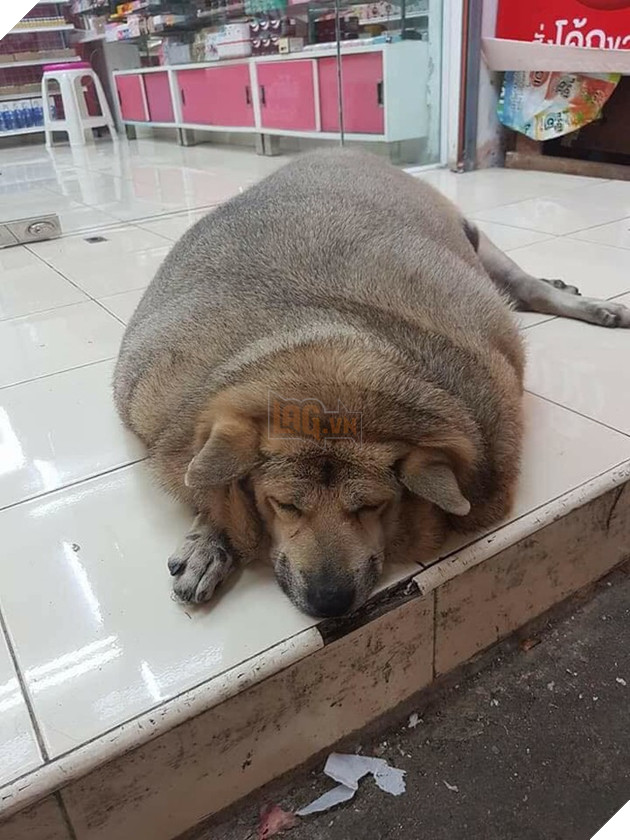 Còn ngày cuối cùng của năm chó chúng ta cùng ngắm nhìn những hình ảnh béo ú của thần thú năm nay nhé 9