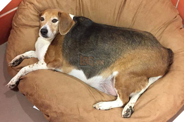 Còn ngày cuối cùng của năm chó chúng ta cùng ngắm nhìn những hình ảnh béo ú của thần thú năm nay nhé 11