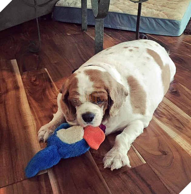 Còn ngày cuối cùng của năm chó chúng ta cùng ngắm nhìn những hình ảnh béo ú của thần thú năm nay nhé 12