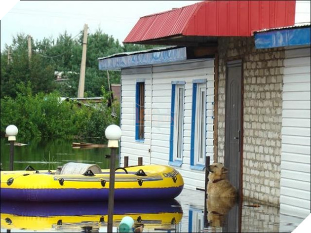 Cảnh tượng không ngờ của gia đình khi đi tránh nạn nhớ ra không thấy cún đâu quay lại nhà để tìm 3