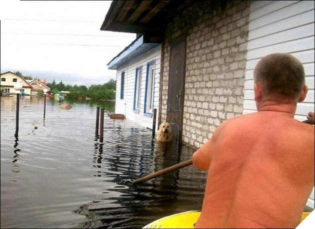 Cảnh tượng không ngờ của gia đình khi đi tránh nạn nhớ ra không thấy cún đâu quay lại nhà để tìm 4