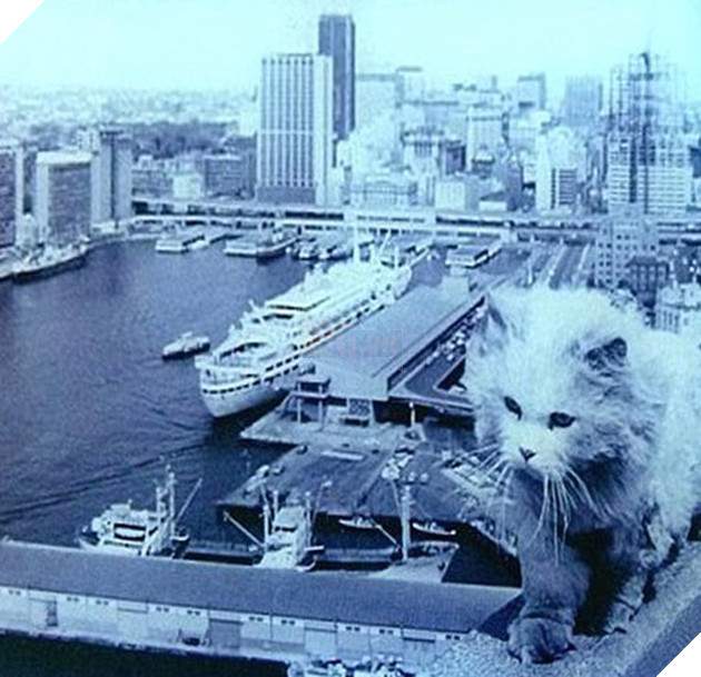 C&#226;u chuyện về 2 ch&#250; m&#232;o trắng từng b&#225; chủ tr&#234;n cầu cảng Sydney hơn 50 năm trước - Ảnh 5.