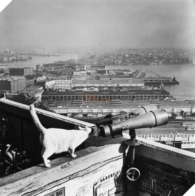 C&#226;u chuyện về 2 ch&#250; m&#232;o trắng từng b&#225; chủ tr&#234;n cầu cảng Sydney hơn 50 năm trước - Ảnh 3.