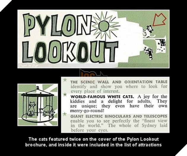 C&#226;u chuyện về 2 ch&#250; m&#232;o trắng từng b&#225; chủ tr&#234;n cầu cảng Sydney hơn 50 năm trước - Ảnh 4.