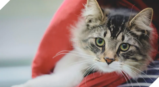 Câu chuyện chú mèo đi hoang hơn 1200km rồi trở về nhà theo cách quá bất ngờ lan truyền mạnh trên MXH - Ảnh 1.