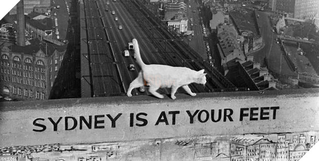 Câu chuyện về 2 chú mèo trắng từng bá chủ trên cầu cảng Sydney hơn 50 năm trước - Ảnh 2.