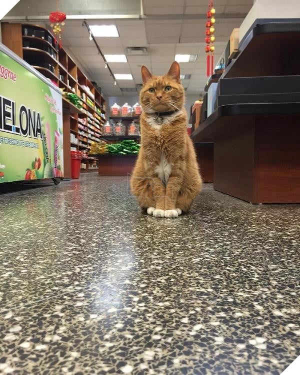 ‘Ông chú’ bốn chân có thâm niên trông tiệm tạp hóa đến 10 năm, là đối thủ đáng gờm của nhiều nhân viên khác