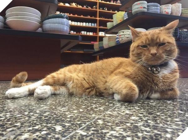 ‘Ông chú’ bốn chân có thâm niên trông tiệm tạp hóa đến 10 năm, là đối thủ đáng gờm của nhiều nhân viên khác 2