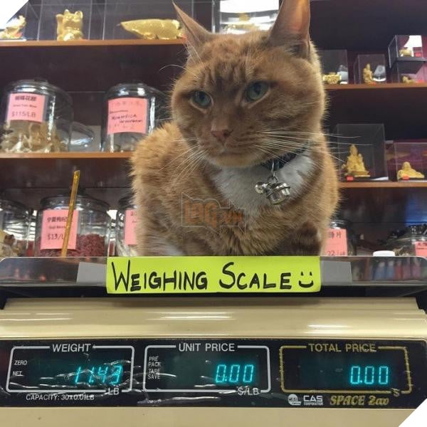 ‘Ông chú’ bốn chân có thâm niên trông tiệm tạp hóa đến 10 năm, là đối thủ đáng gờm của nhiều nhân viên khác 3