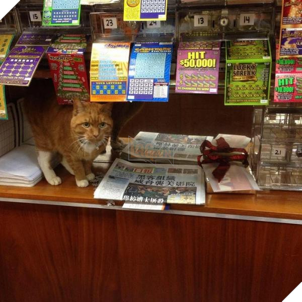 ‘Ông chú’ bốn chân có thâm niên trông tiệm tạp hóa đến 10 năm, là đối thủ đáng gờm của nhiều nhân viên khác 4