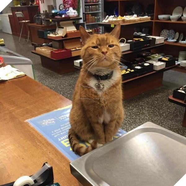 ‘Ông chú’ bốn chân có thâm niên trông tiệm tạp hóa đến 10 năm, là đối thủ đáng gờm của nhiều nhân viên khác 5