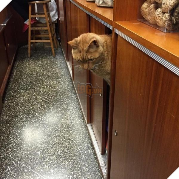 ‘Ông chú’ bốn chân có thâm niên trông tiệm tạp hóa đến 10 năm, là đối thủ đáng gờm của nhiều nhân viên khác 6