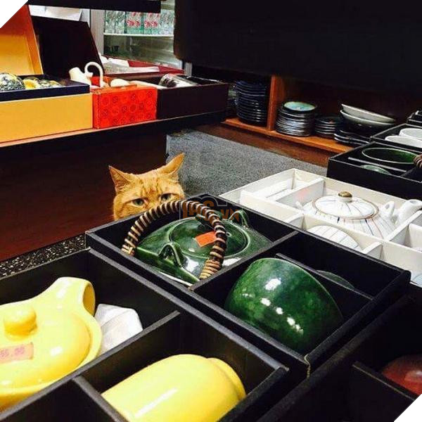 ‘Ông chú’ bốn chân có thâm niên trông tiệm tạp hóa đến 10 năm, là đối thủ đáng gờm của nhiều nhân viên khác 8