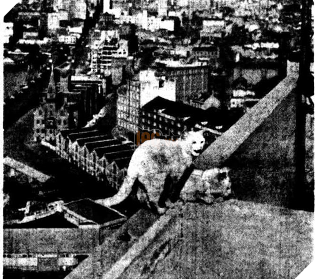 C&#226;u chuyện về 2 ch&#250; m&#232;o trắng từng b&#225; chủ tr&#234;n cầu cảng Sydney hơn 50 năm trước - Ảnh 5.