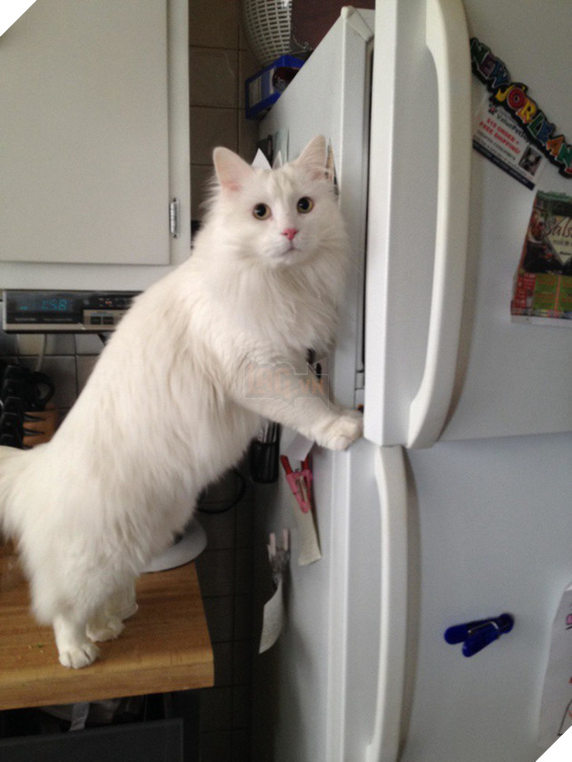 Ảnh: Khoảnh khắc hết hồn của boss ch&#243; m&#232;o khi đang ph&#225; ph&#225;ch th&#236; sen đột ngột về nh&#224; - Ảnh 13.