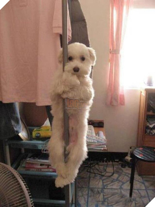 Ảnh: Khoảnh khắc hết hồn của boss ch&#243; m&#232;o khi đang ph&#225; ph&#225;ch th&#236; sen đột ngột về nh&#224; - Ảnh 12.