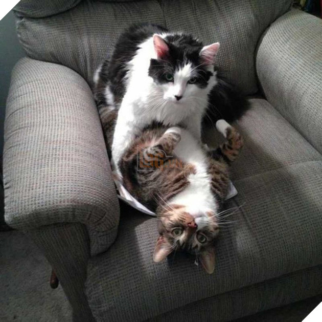 Ảnh: Khoảnh khắc hết hồn của boss ch&#243; m&#232;o khi đang ph&#225; ph&#225;ch th&#236; sen đột ngột về nh&#224; - Ảnh 12.