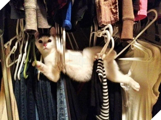 Ảnh: Khoảnh khắc hết hồn của boss chó mèo khi đang phá phách thì sen đột ngột về nhà - Ảnh 11.