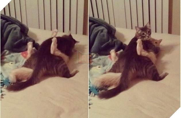 Ảnh: Khoảnh khắc hết hồn của boss chó mèo khi đang phá phách thì sen đột ngột về nhà - Ảnh 4.