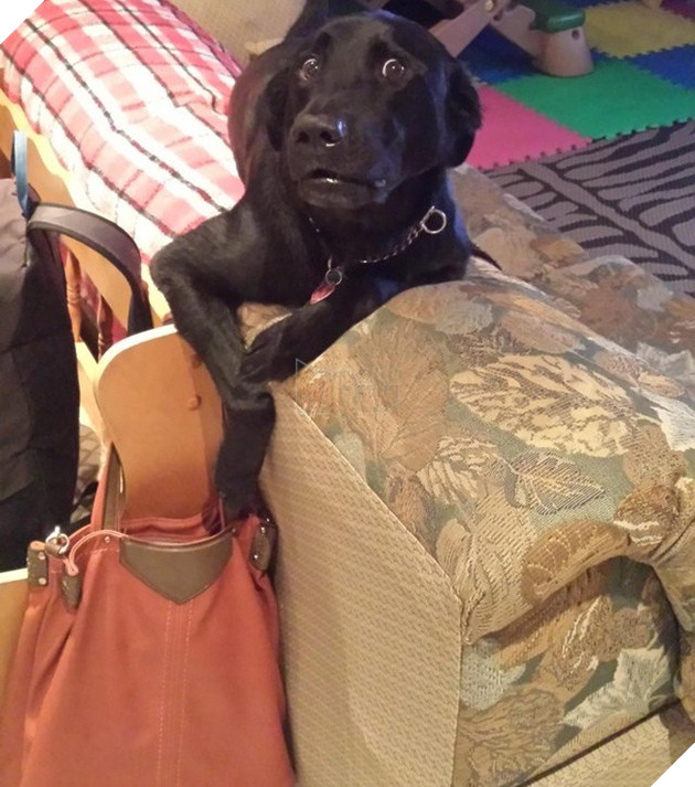 Ảnh: Khoảnh khắc hết hồn của boss chó mèo khi đang phá phách thì sen đột ngột về nhà - Ảnh 5.