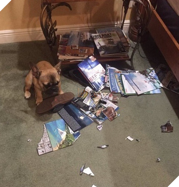 Ảnh: Khoảnh khắc hết hồn của boss chó mèo khi đang phá phách thì sen đột ngột về nhà - Ảnh 7.