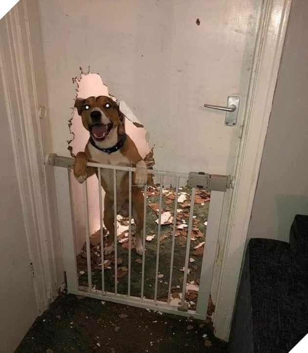 Ảnh: Khoảnh khắc hết hồn của boss chó mèo khi đang phá phách thì sen đột ngột về nhà - Ảnh 8.