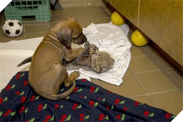 Tình bạn nảy sinh với hai giống loài vô cùng đặc biệt, Chó và Báo 2