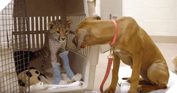 Tình bạn nảy sinh với hai giống loài vô cùng đặc biệt, Chó và Báo 3