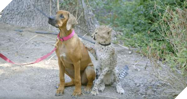 Tình bạn nảy sinh với hai giống loài vô cùng đặc biệt, Chó và Báo 4