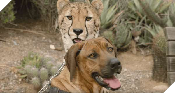 Tình bạn nảy sinh với hai giống loài vô cùng đặc biệt, Chó và Báo 5