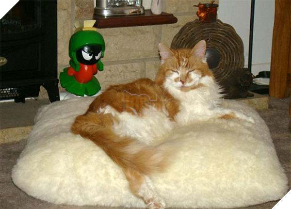 worlds oldest cat rubble 30th birthday michele heritage britain 10 5b1520c4e3368 700