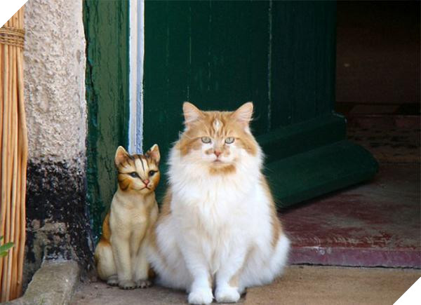 worlds oldest cat rubble 30th birthday michele heritage britain 11 5b1520a4ed42d 700